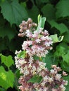 Milkweed flower attracts a pollinator bee Royalty Free Stock Photo