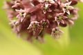 Milkweed flower and insect Royalty Free Stock Photo