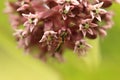 Milkweed flower and insect