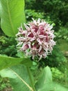 Milkweed flower