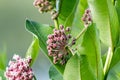 Milkweed Flower portrait just beginning to bloom in late spring