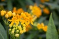 Milkweed flowers