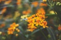 Milkweed flowers