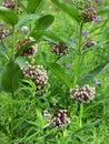 Common Milkweed flowers open in a summer pollinator field Royalty Free Stock Photo