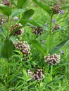 Milkweed flower clusters in open in pollinator field