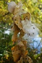 Milkweed Gone to Seed Royalty Free Stock Photo