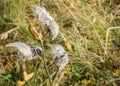 Milkweed Gone to Seed - 3 Royalty Free Stock Photo