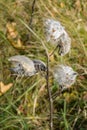 Milkweed Gone to Seed