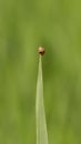 The Milkweed Leaf Beetle (Labidomera clivicollis) Royalty Free Stock Photo