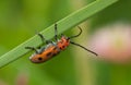 Milkweed longhorn