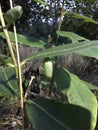 monarch caterpillar Chrysalis in the wild