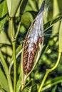 Milkweed plant, Asclepias 'Tuberosa' seed pod Royalty Free Stock Photo