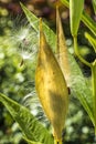 Milkweed plant, Asclepias 'Tuberosa' seed pod Royalty Free Stock Photo