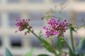 Milkweed plant blooming in the garden Royalty Free Stock Photo