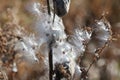 Milkweed Plant Bursting (Asclepias syriaca) Royalty Free Stock Photo