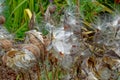 Milkweed plant bursting with seeds