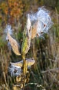 Milkweed plant dried seed pods blowing in wind Royalty Free Stock Photo