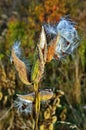 Milkweed plant dried seed pods blowing in wind Royalty Free Stock Photo