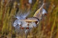 Milkweed plant dried seed pods blowing in wind Royalty Free Stock Photo