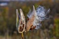 Milkweed plant dried seed pods blowing in wind Royalty Free Stock Photo