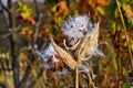 Milkweed plant dried seed pods blowing in wind Royalty Free Stock Photo