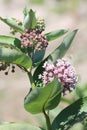 Milkweed Plant-Flowering Asclepias syriac