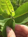 Milkweed plant leaf in hand, shows small monarch butterfly caterpillar eats milkweed plant leaf in the sun.
