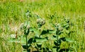 Milkweed plant in the meadow