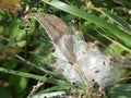 Milkweed Plant Seed Pod Bursting with Seeds Royalty Free Stock Photo