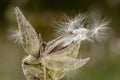 Milkweed plant with seeds