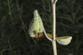 Milkweed pod with bugs Royalty Free Stock Photo