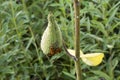 Milkweed pod with bugs Royalty Free Stock Photo