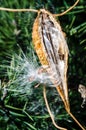 Milkweed Pod Bursting with seeds Royalty Free Stock Photo