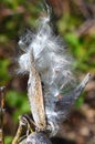 Milkweed Pod Fluff