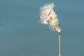 Milkweed pod full of seeds and silk Royalty Free Stock Photo