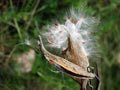 Milkweed pod opens to release seeds to the wind Royalty Free Stock Photo