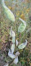Milkweed pods in autumn fall Royalty Free Stock Photo