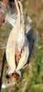 Milkweed pods in autumn fall Royalty Free Stock Photo