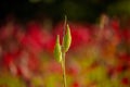 Milkweed pods, autumn Royalty Free Stock Photo