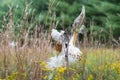 Milkweed Pods burst to release their seeds. Royalty Free Stock Photo