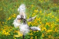 Milkweed Pods burst to release their seeds. Royalty Free Stock Photo