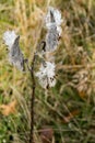 Milkweed Gone to Seed -2 Royalty Free Stock Photo