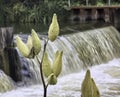 Milkweed Pods at the Homestead Dam, Benzonia, Michigan.