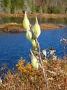 Milkweed pods in front of Adirondack pond Royalty Free Stock Photo