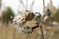 Milkweed pods releasing its seeds on an autumn meadow Royalty Free Stock Photo