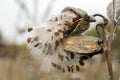 Milkweed pods releasing its seeds on an autumn meadow Royalty Free Stock Photo