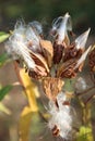 Milkweed Pods with Seeds Royalty Free Stock Photo