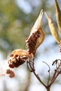 Milkweed Pods with Seeds Royalty Free Stock Photo