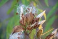 Milkweed Pods with Seeds Royalty Free Stock Photo