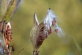 Milkweed Pods with Seeds Royalty Free Stock Photo